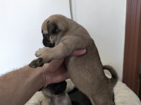 A Kalite Sıfır Burun Pug Mops yavrularımız