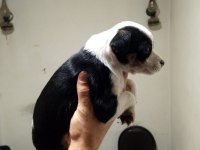 Dişi ve erkek yavru pinscher