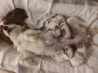 Anne Baba Cavalier King Charles Safkan Yavrularımız