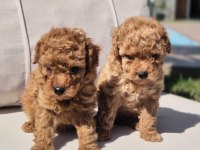 Eşsiz Bir Poodle Deneyim İçin Bizi Aramadan Karar Vermeyn