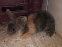Teddy Hollanda lop tavşanı yavruları