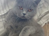Kedimiz maya sahiplendiriyoruz