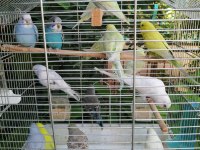 ANTALYA MUHABBET KUŞU (EV ÜRETİMİ YAVRU VE YETİŞKİN)