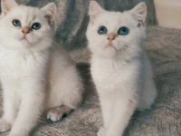 British shorthair yavrular
