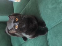 ÜCRETSİZ BABA SCOTTISH FOLD , ANNE SİYAM DİŞİ KEDİ