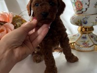 Yavru poodle anti alerjik