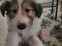 Collie / maltese