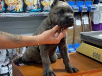 Kaliteli cane corso yavrusu 50 günlük