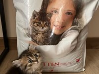 Orjinal ırkta nadir bulunan bir renkte british longhair