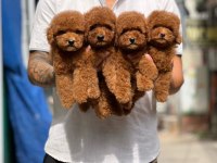 Birbirinden güzel toy poodle bebeklerimiz
