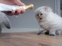 Scottish fold Miniklerim yeni yuvalarına gitmeye hazırlar