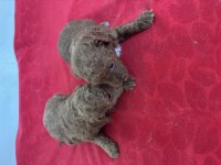 Teacup toy poodle bebeklerim