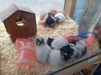 Yavru hamsterlar