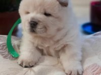 chow chow bebekler