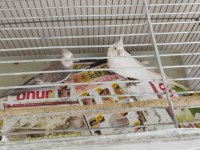 Albino Wf Takım Sultan Papağanı