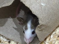 7 panda mice koloni şeklinde (renkler trde cok yok) pet
