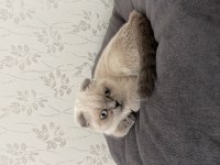Russian blue 4 aylıktır