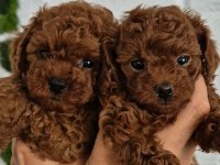 Tarçınlı kurabiye poodle