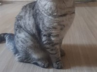 British Shorthair Kedisi