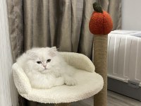 3 yaşında kedimizi sahiplendirme