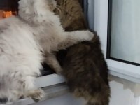Ücretsiz erkek kedimiz