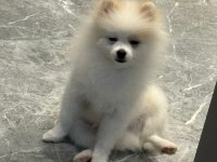 A kalite pomeranian boo