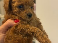 Ev ortamında büyüyen poodle bebekler