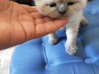 Blu point yavrum rezerveye açık scottish fold