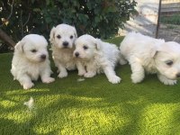 Minyatür boy maltese yavrular