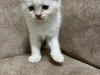 Minik Kutup Ayısı