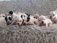 Yılbaşı bebek köpeklerimiz yeni evine gitmeye hazırlar