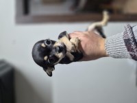 Şivava diğer adıyla (chihuahua)