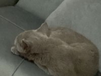 Hamile dişi british shorthair acil