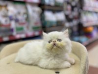 Persian Erkek Yavrumuz