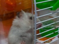 Hamster Pilav Hanım için sevgi dolu yeni bir yuva arayışı !