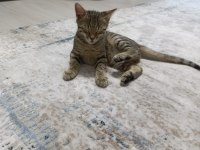 3 aylık dünyalar tatlısı bebek kedimize yuva aranıyor