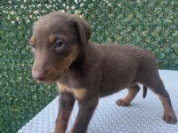 Doberman kızıl ırk