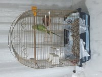 Acil pakistan papağanı