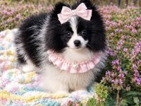 Özel Görünümlü Black Ve White Pomeranian Boo Yavrusu