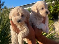 Yorkshire terrier kalite demektir
