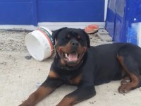 Daha iyisi yok a secereli uygun rottweiler