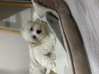 Orjinan Maltese IRK OLARAK KÜÇÜK EVİNİZİN BÜYÜK DOSTU