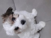 Sahibinden yavru köpek
