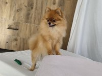 Pomeranian Micro Dişi