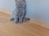 British shorthair erkek yavrumuz