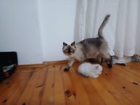 As1133 longhair british bebekler