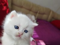 Diamond british shorthair prensesimi kim ister