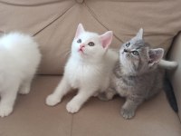 Birbirinden güzel yavrular kediler
