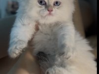 British Longhair Erkek Golden Point Mükemmel Bebek
