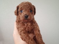 2 erkek poodle 2 aylık